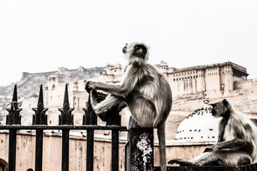Beautiful Amber Fort near Jaipur city in India. Rajasthan