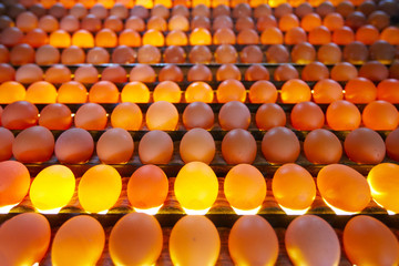 Eggs in lighting control quality in egg factory