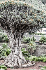 famous dragon Tree,Tenerife,Canary Islands,Spain