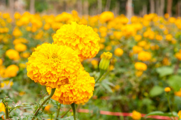 Marigold flower garden