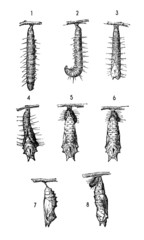 Butterfly : Chrysalis - his Life Path