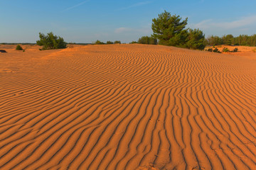 Naklejka premium sandy desert