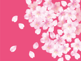桜ふわり　ピンクベタ