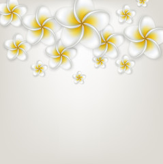 White plumeria (frangipani) flower background.