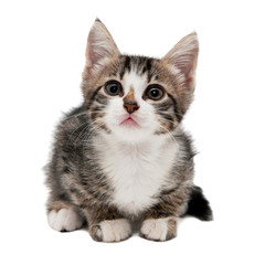 gray striped kitten with a sad grimace