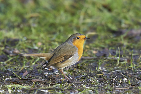 European Robin (Erithacus rubecula)