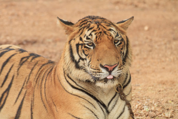 Close up of a beautiful  Tiger