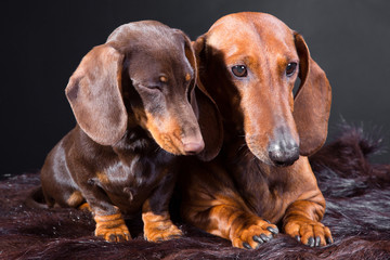 two red and chocolate dachshund dogs
