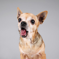 a chihuahua on a gray background