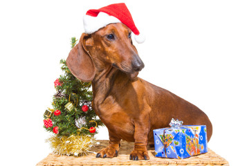 red dachshund with near Christmas tree on isolated white