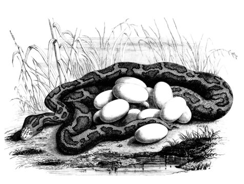 Serpent's Eggs