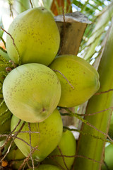 Green Coconut on tree or Cocos nucifera Linn