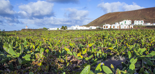 green cactus field with village in background © travelview