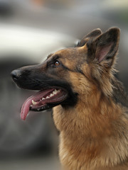 owczarek © Henryk Olszewski