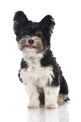 Beaver Yorkshire Terrier - Biewer Yorkshire Terrier