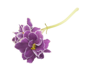 violet, flower