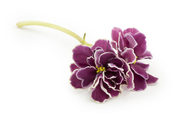 violet, flower