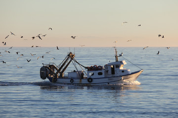Fishing boat returning to home harbor with lots of seagulls © philipus