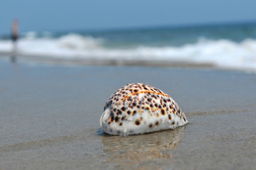 Seashell on the sand and ocean
