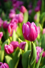 Naklejka premium group of violet tulip in the garden