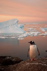 Fototapete Antarktis Gentoo penguin (Pygoscelis papua) at sunset.