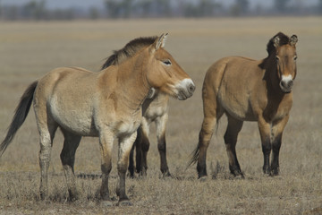 Herd of Przewalski horses in autumn steppe.