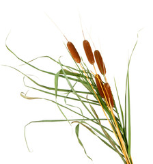 reeds, isolated on white © Africa Studio