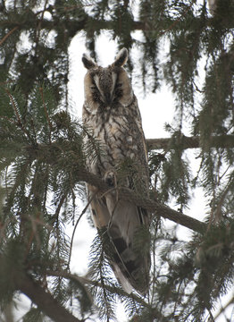 Long-eared owl on a branch.