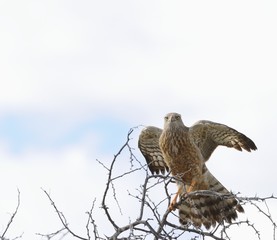 Pale chanting goshawk (Melierax canorus). Sub adult