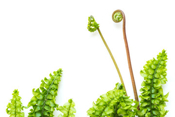 delicate light green fern leaves