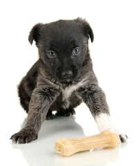 Naklejka premium Cute puppy with bone isolated on white