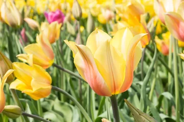 Photo sur Plexiglas Tulipe Tulip Blushing Lady