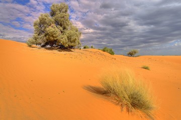Fototapeta na wymiar Kalahari sand dune showing adaptive desert vegetation