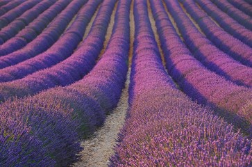 Lavendelfeld - lavender field 31