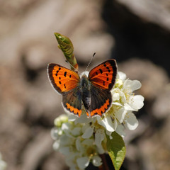 orange Butterfly on flower