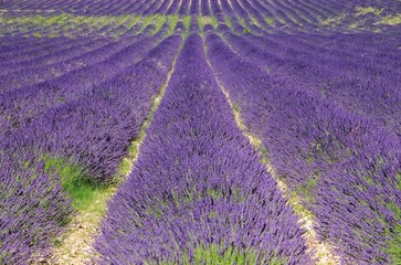 Lavendelfeld - lavender field 30