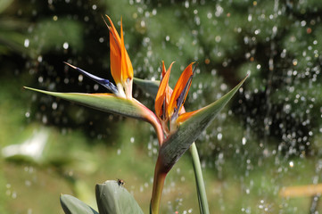 bird of paradise flower