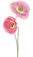 Fototapeta premium poppy