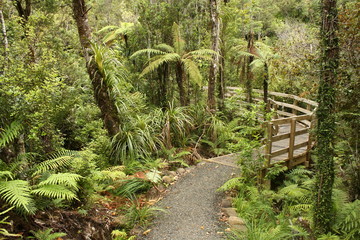 track through rain forest in New Zealand