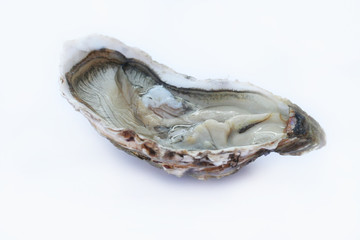 ostriche_sfondo bianco