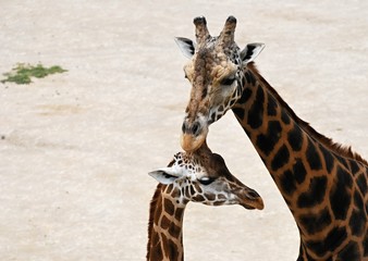 Cuddling giraffes