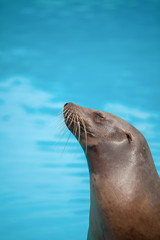 Fototapeta premium sea lion