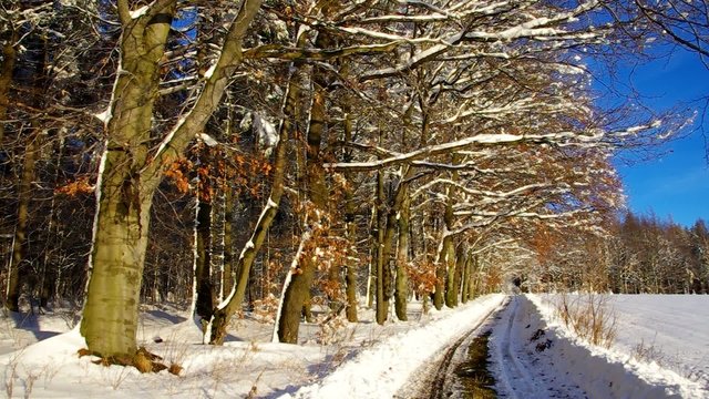 Weg am Winterwald vid 02