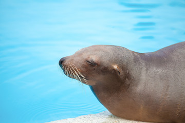 Fototapeta premium sea lion