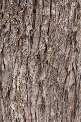 Obraz premium Crust of she-oak tree (Casuarina equisetifalia)