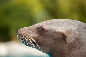 Fototapeta premium sea lion