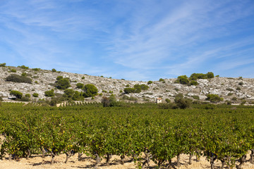 Vineyard in south france