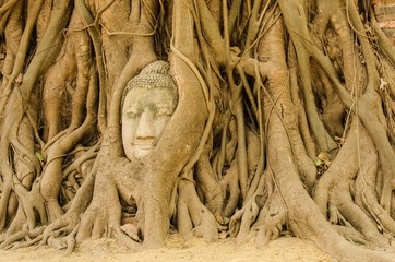 Buddha head in the tree.