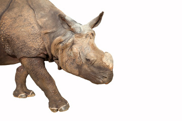 Obraz premium rhinoceros on white background