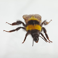 Bumblebee on white